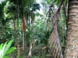 Land With House For Sale