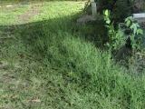 Commercial Land for Rent/Lease